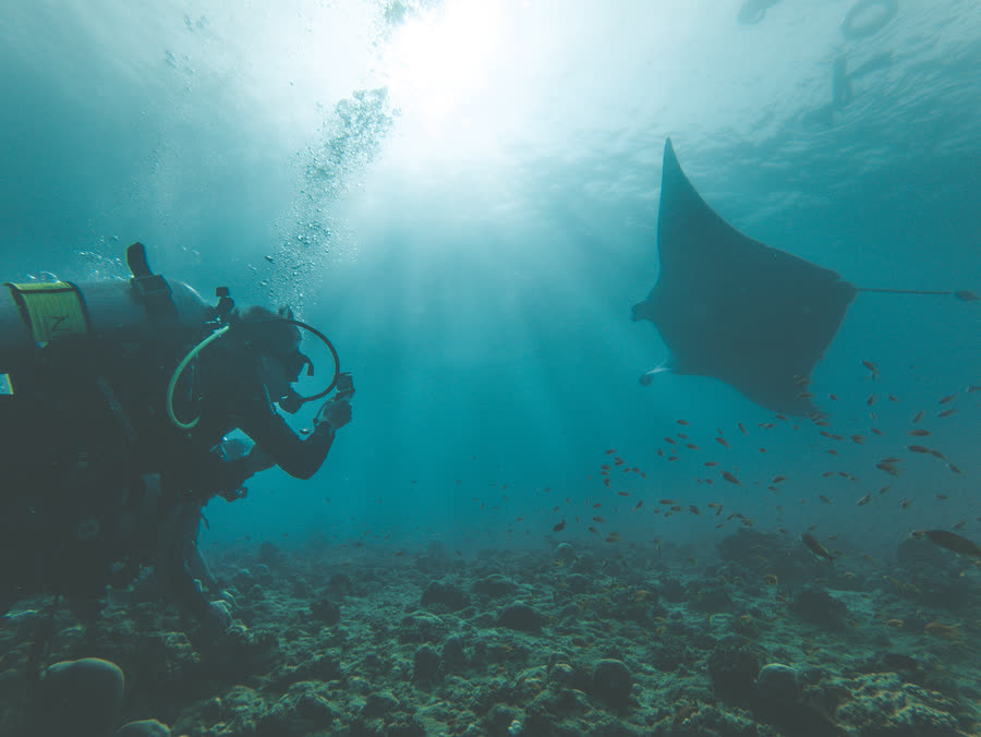 A manta ray passing a diver in clear water lit from above
