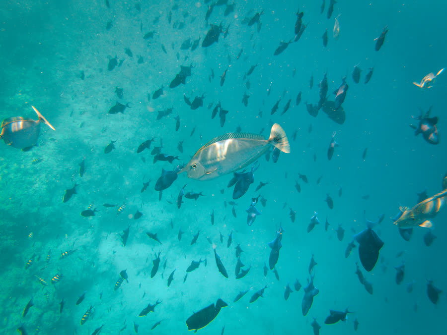 A wall of fish on the channel corner