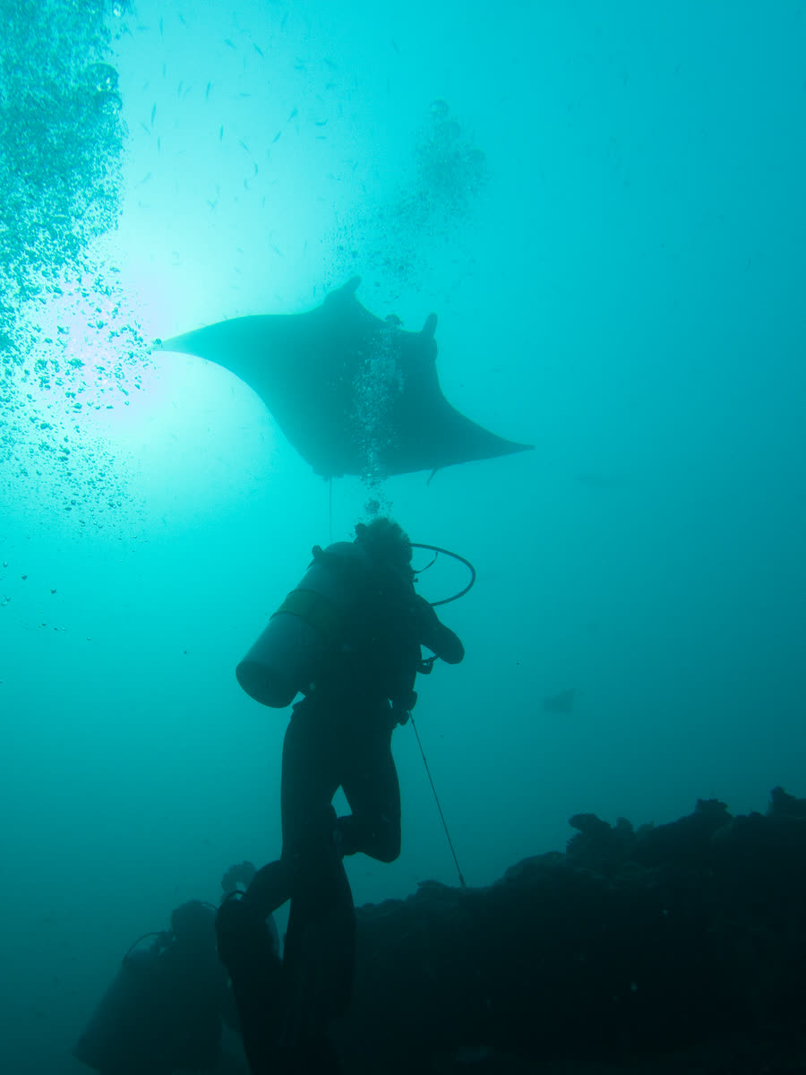Manta and diver, Ari atoll